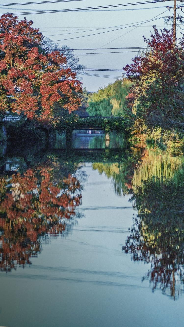 紅葉した木々が水面に映り込む堀割の風景。電線と橋が風景に溶け込んでいる。