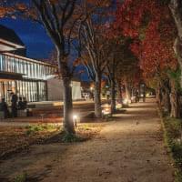 夜間ライトアップされた柳川の通り。紅葉した街路樹が並び、温かな光に照らされた歩道が続いています。