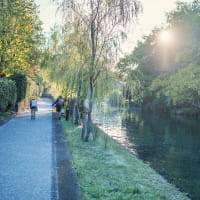 柳川の水路沿いの遊歩道。柳の木々が水面に枝を垂らし、朝日の光が差し込む爽やかな風景。散歩を楽しむ人々の姿も見えます。